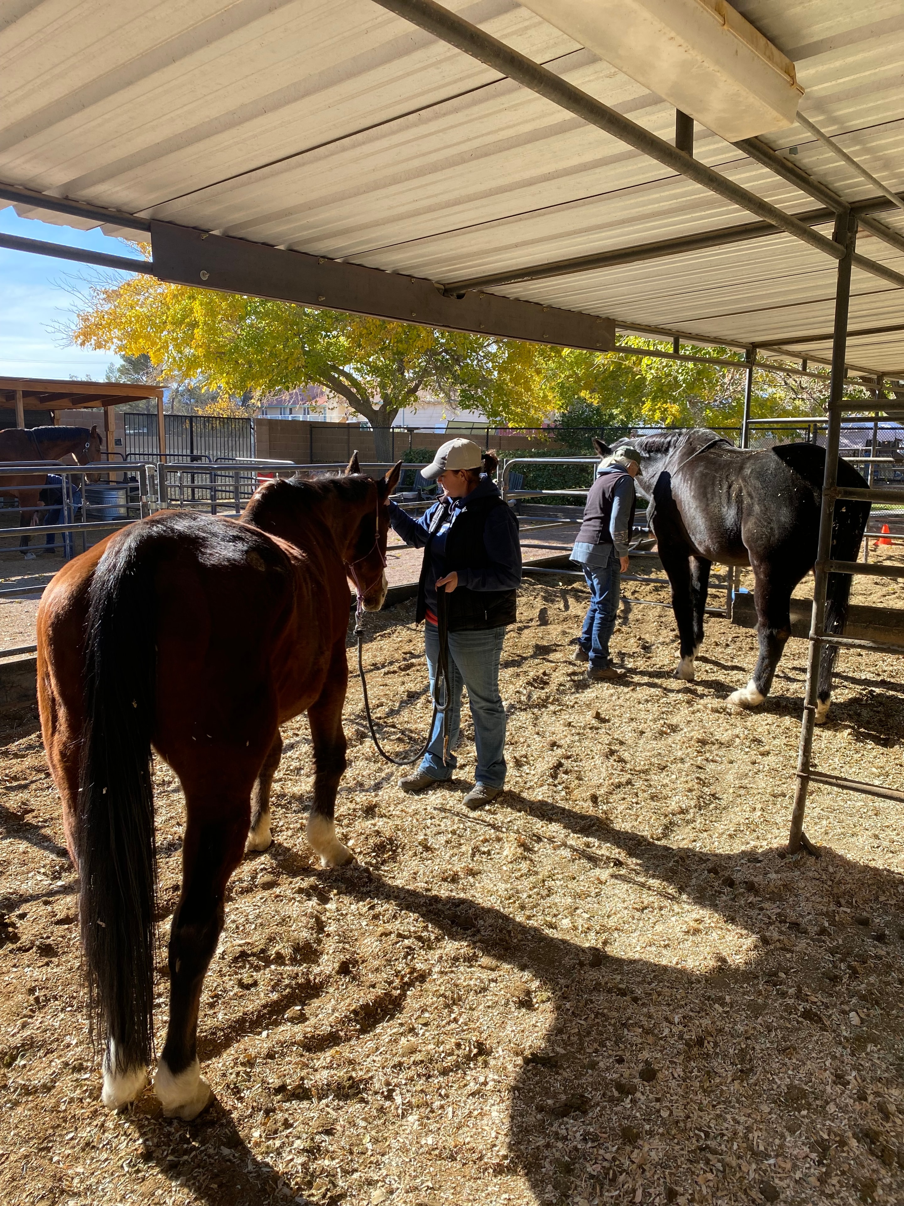 Horse clinic at Windrock Farm with trainer and horses in arena