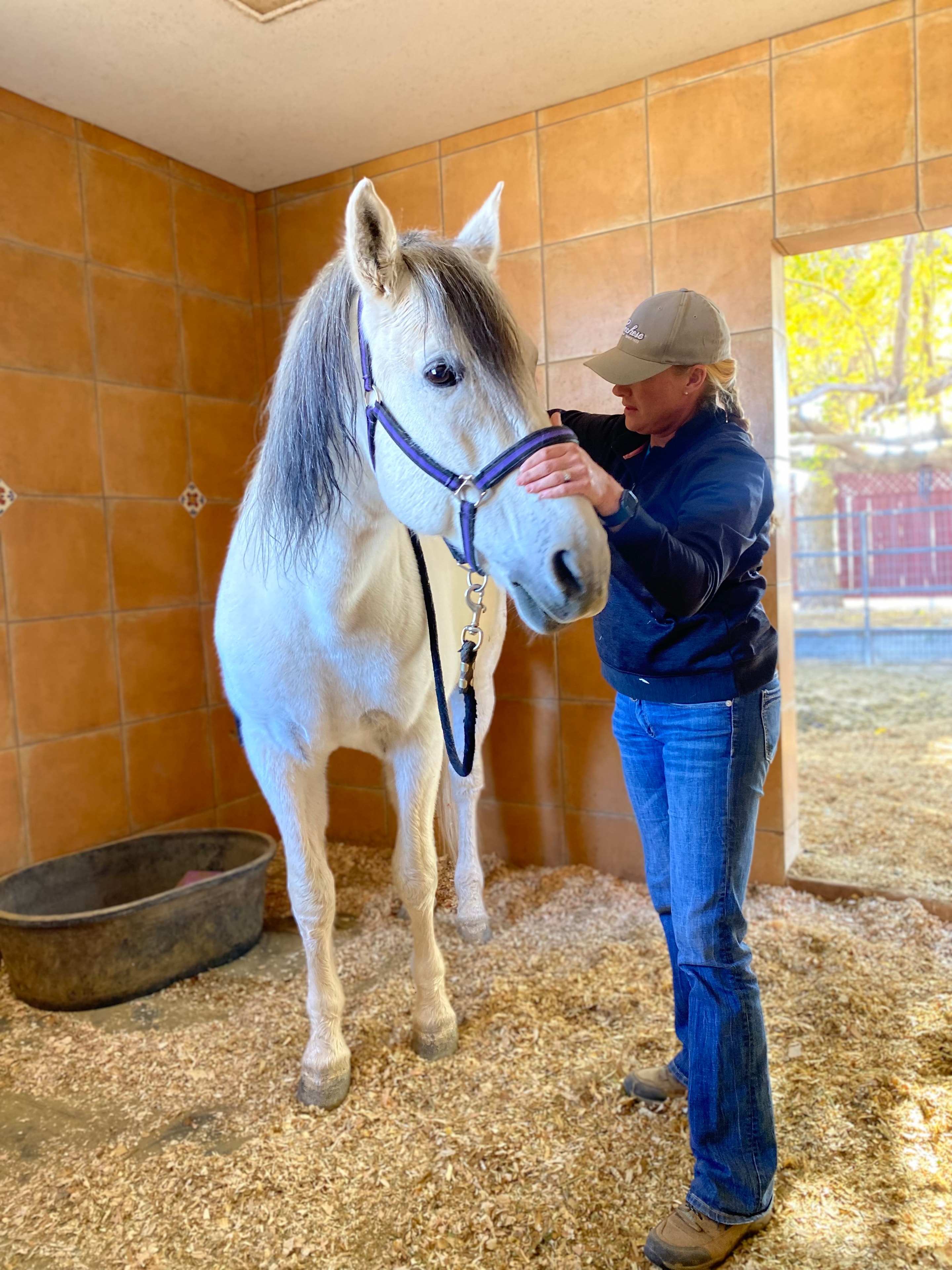 Masterson Method bodywork session with white horse at Windrock Farm clinic
