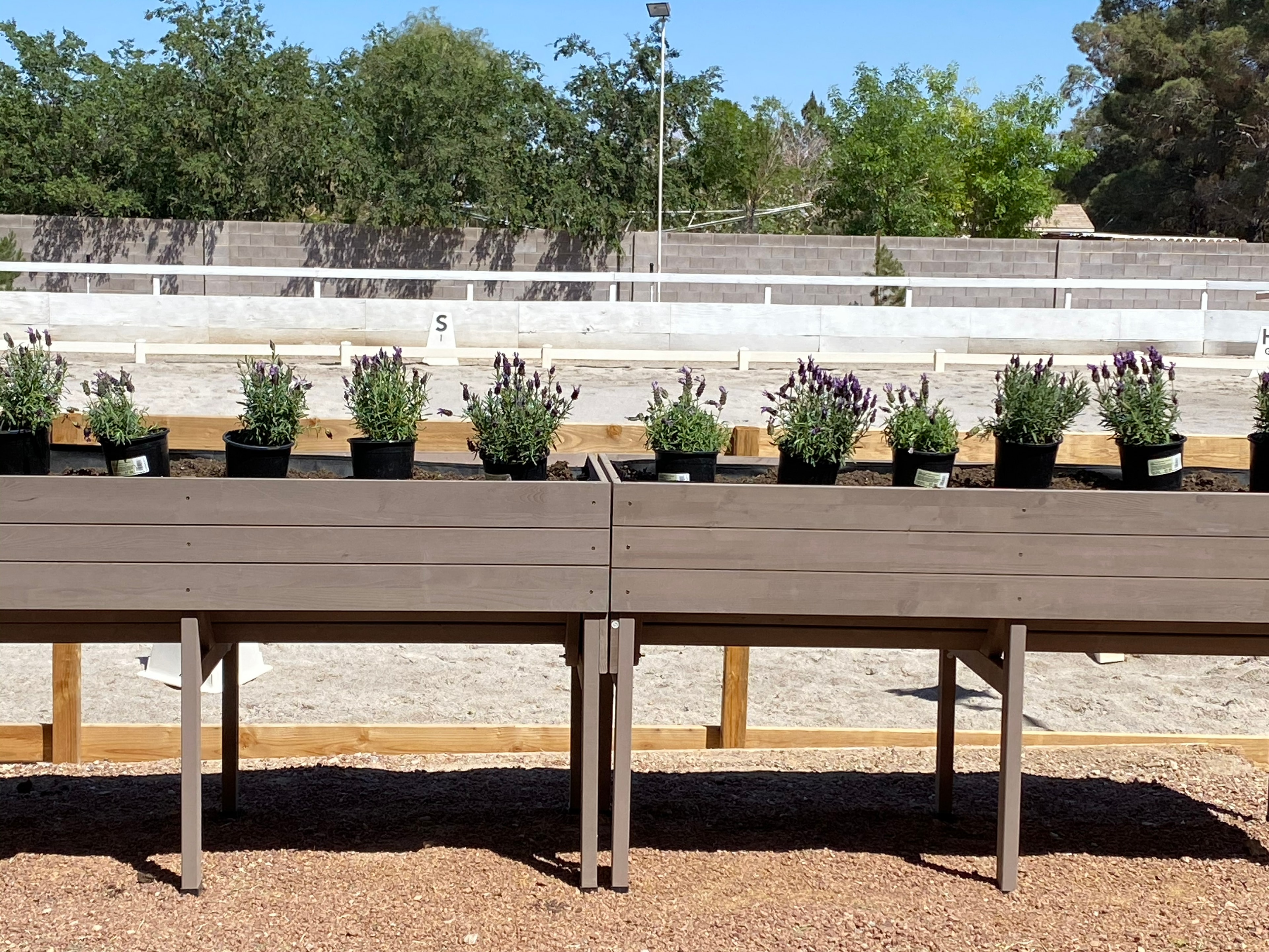 Lavender planters along the arena