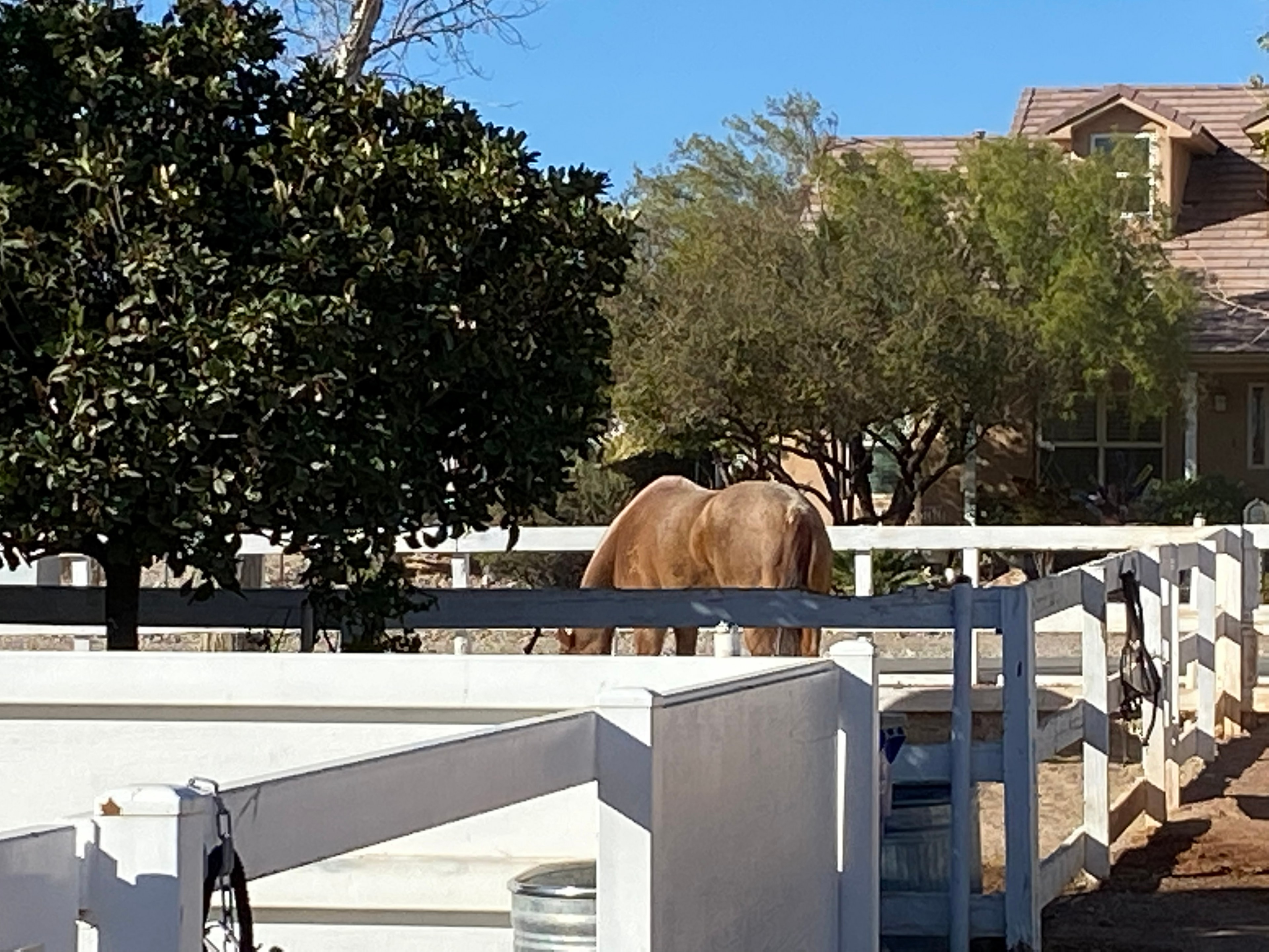 Happy horses peeking out of their stalls at Windrock Farm