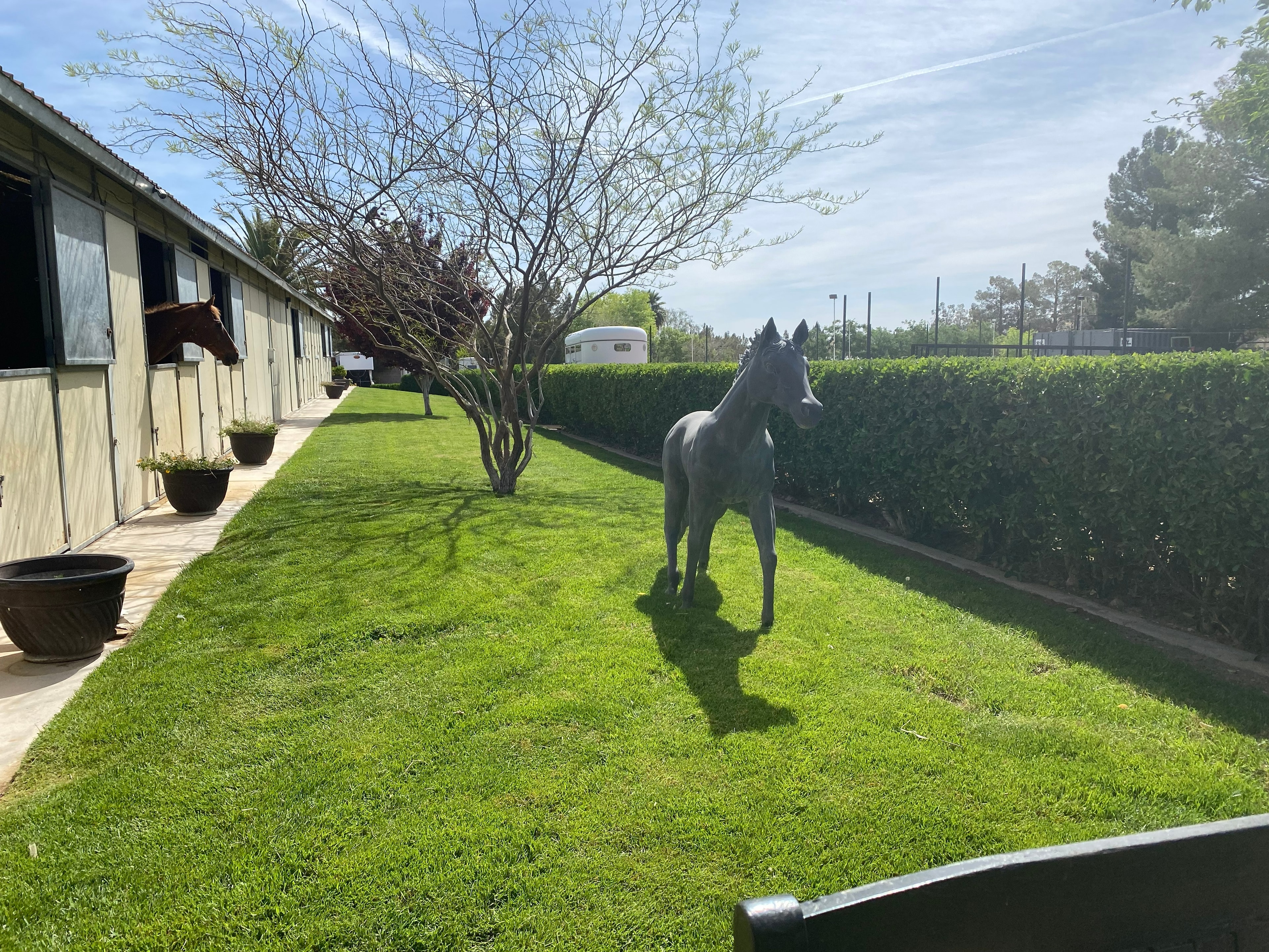 Horse in the green grass area