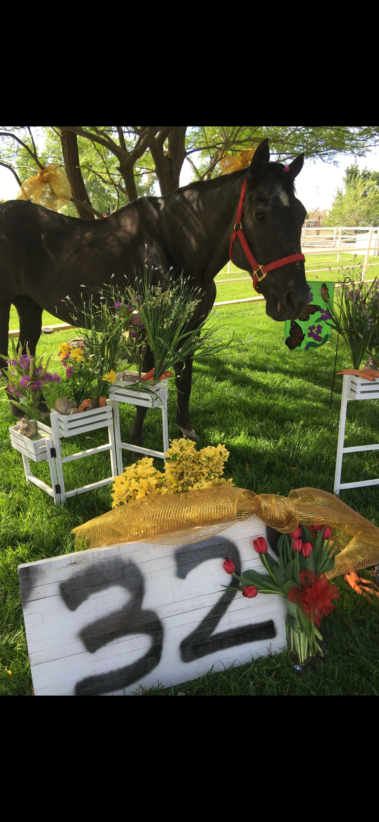 A beloved horse celebrating his 32nd birthday surrounded by flowers at Windrock Farm