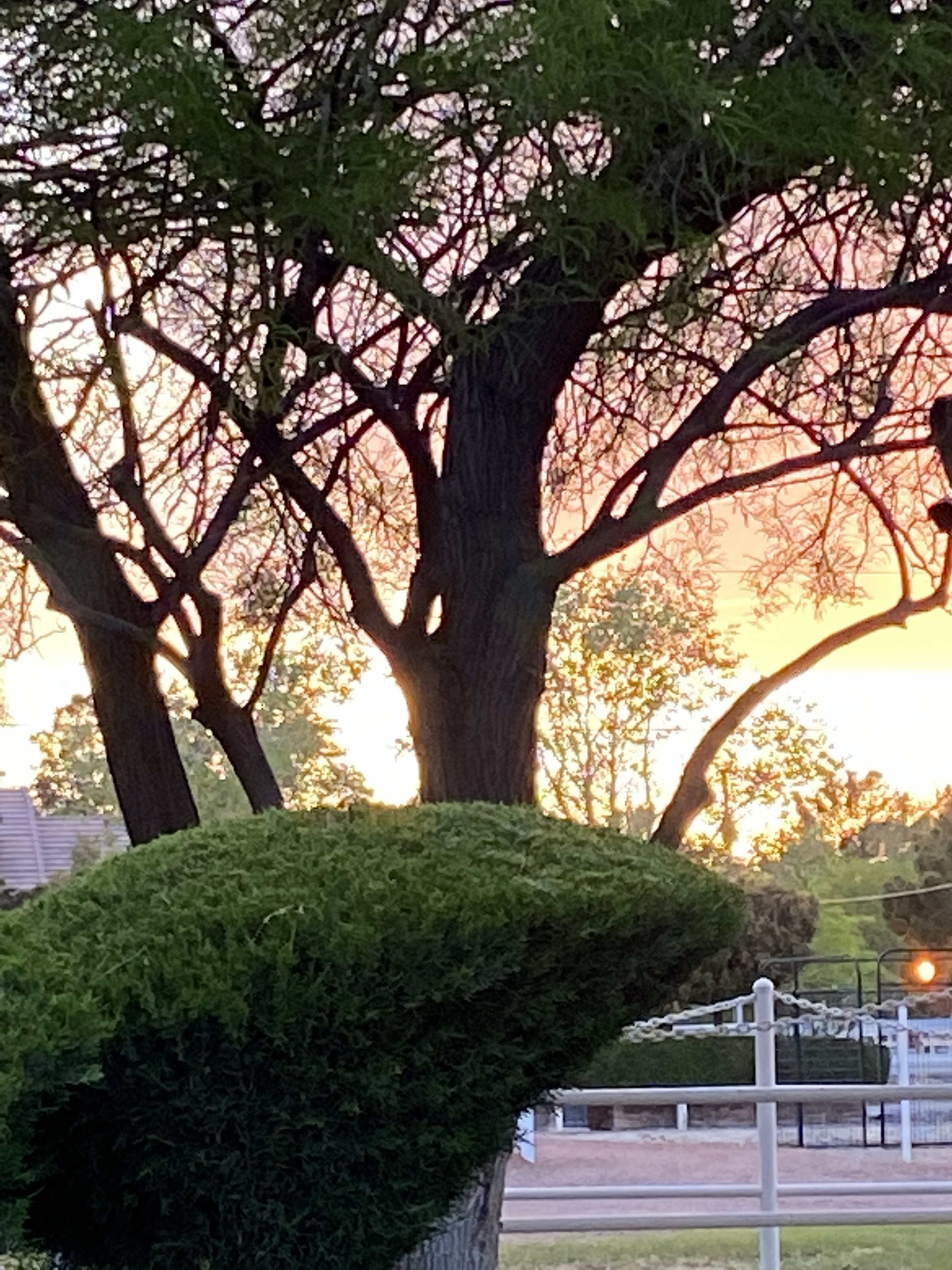 Golden sunset through mature trees and white fence at Windrock Farm Las Vegas